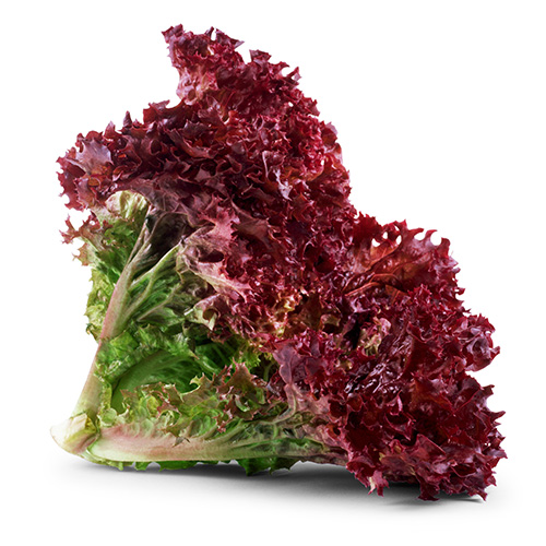 red lettuce
